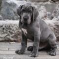 Male bleu