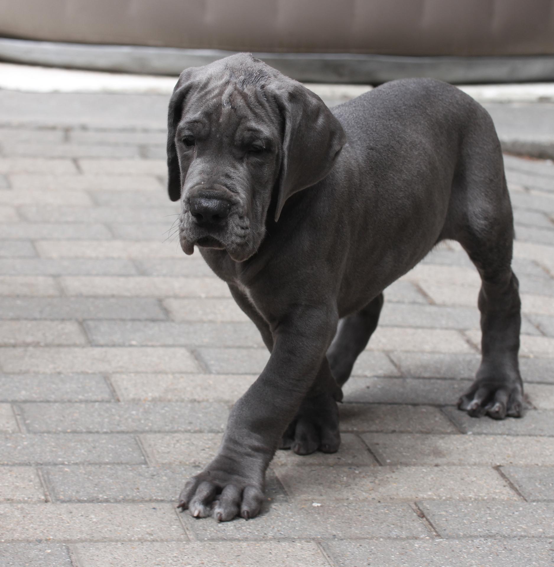 Male bleu