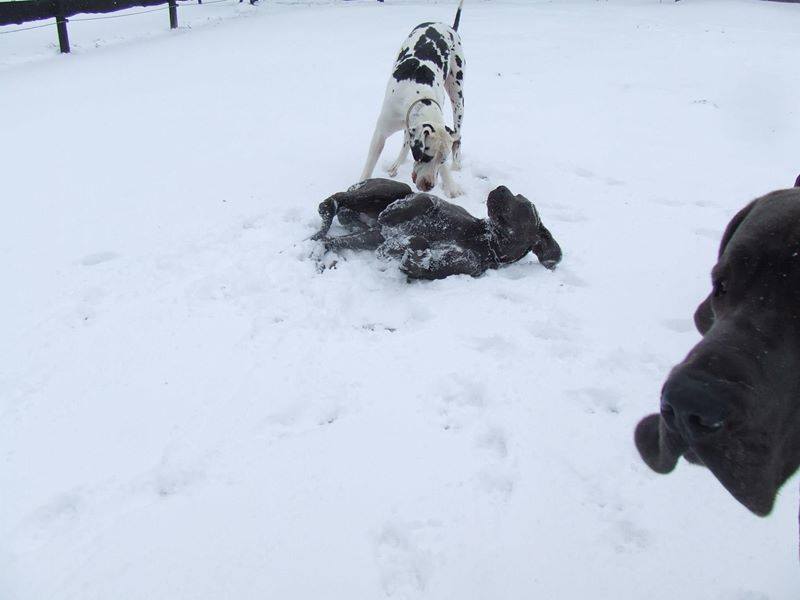 Neige 2014