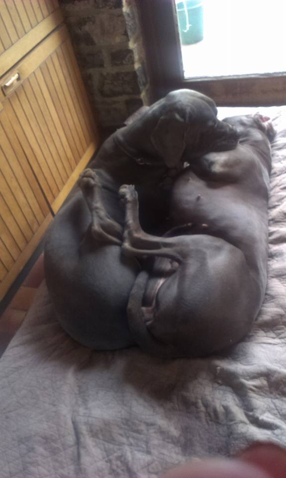 Tendresse Nietzsche et Nala