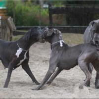 Olwen , Giorgia et Roman