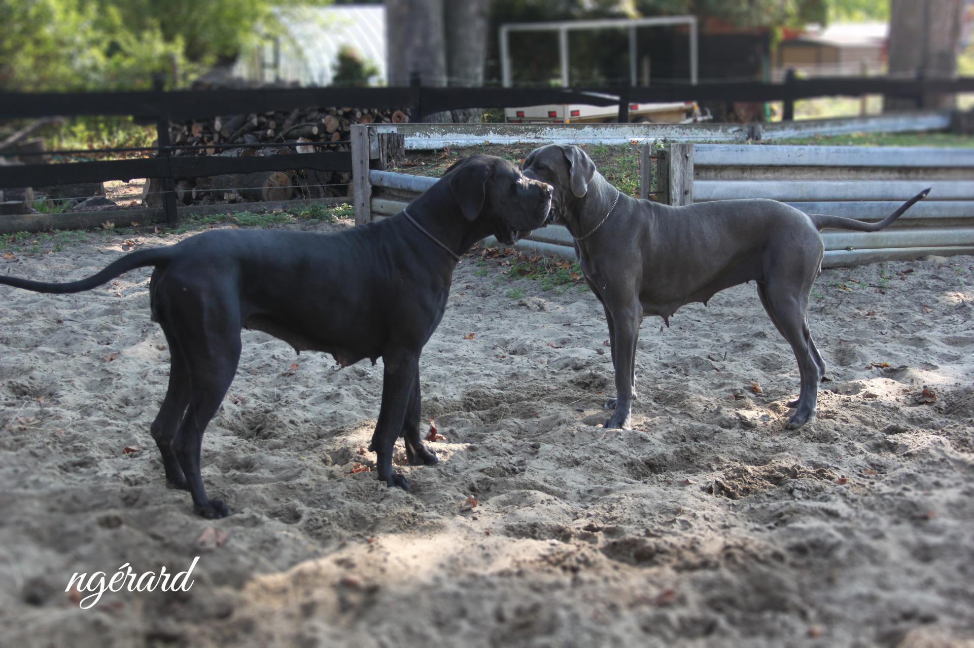 Ortha et Panamera
