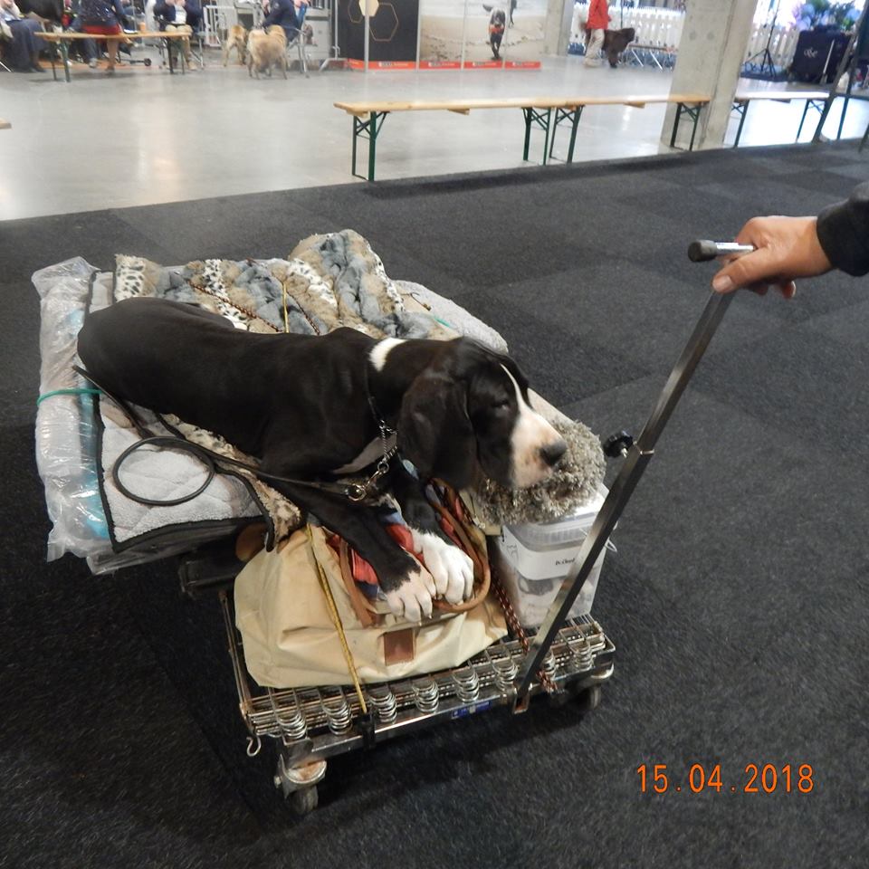 Raphaello en expo !
