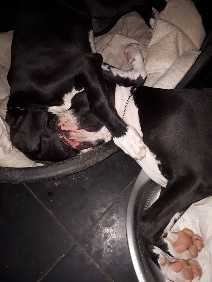 Deux frères très câlins