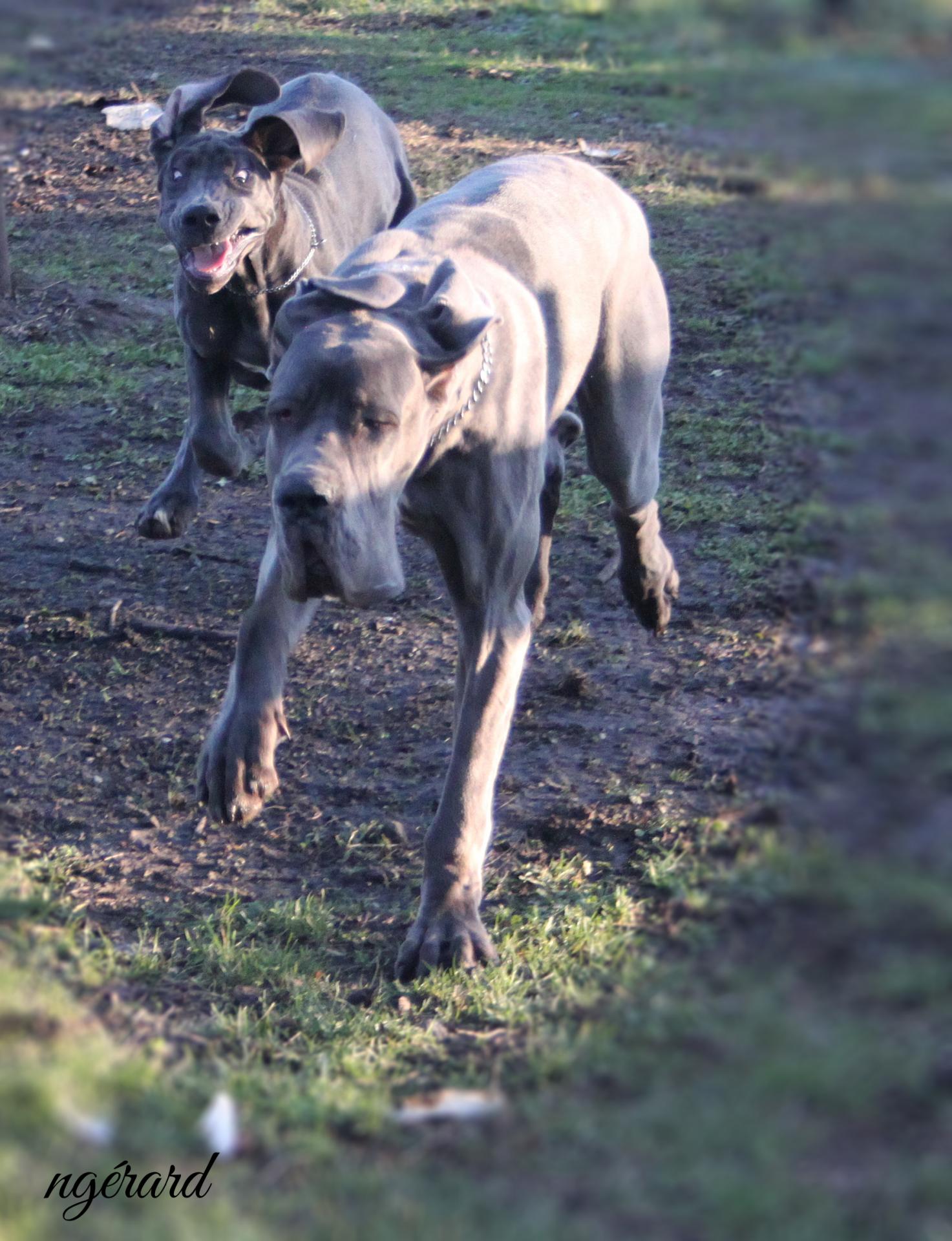 Roxy et Riva