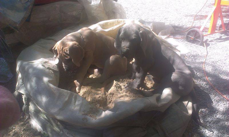 sable2014