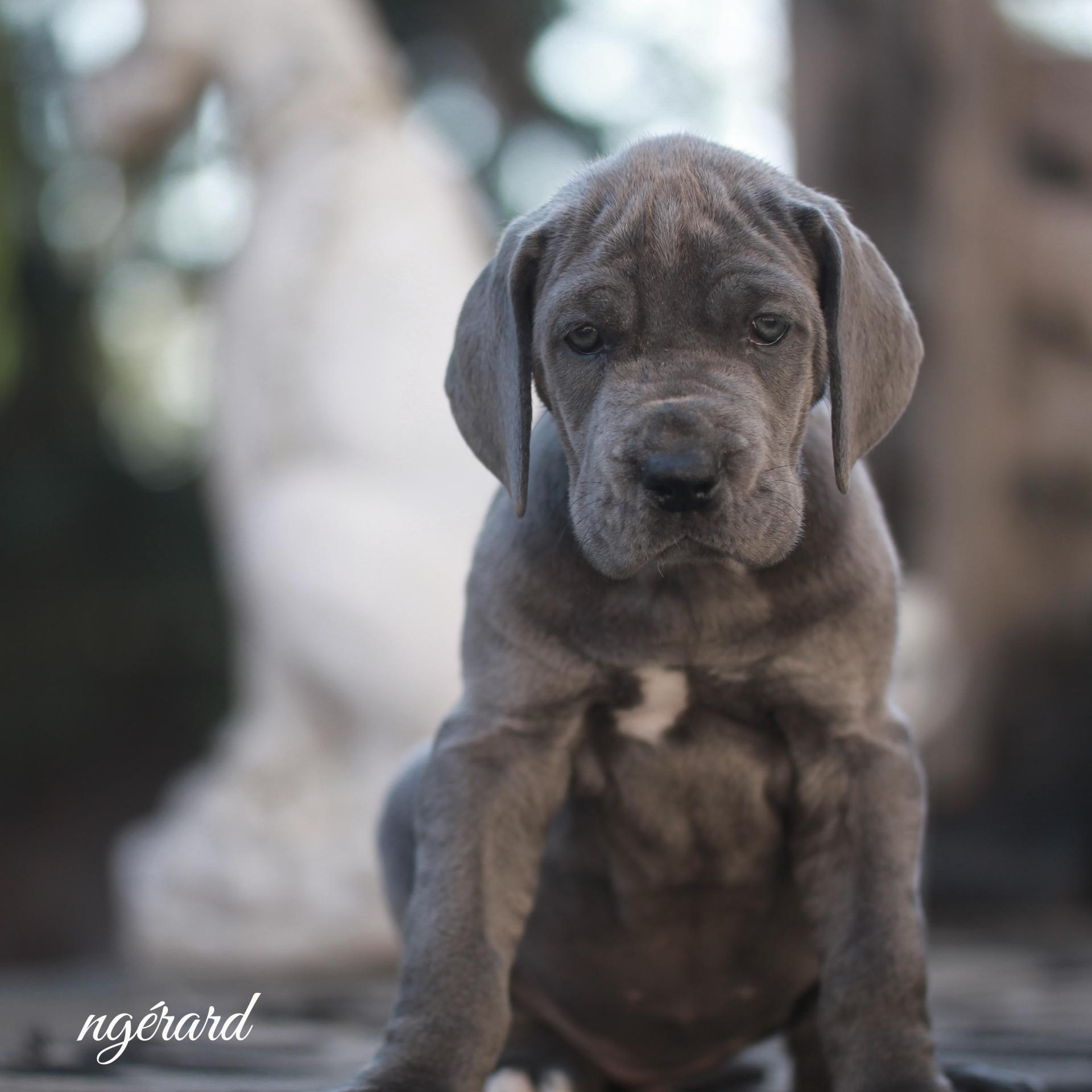 Femelle disponible