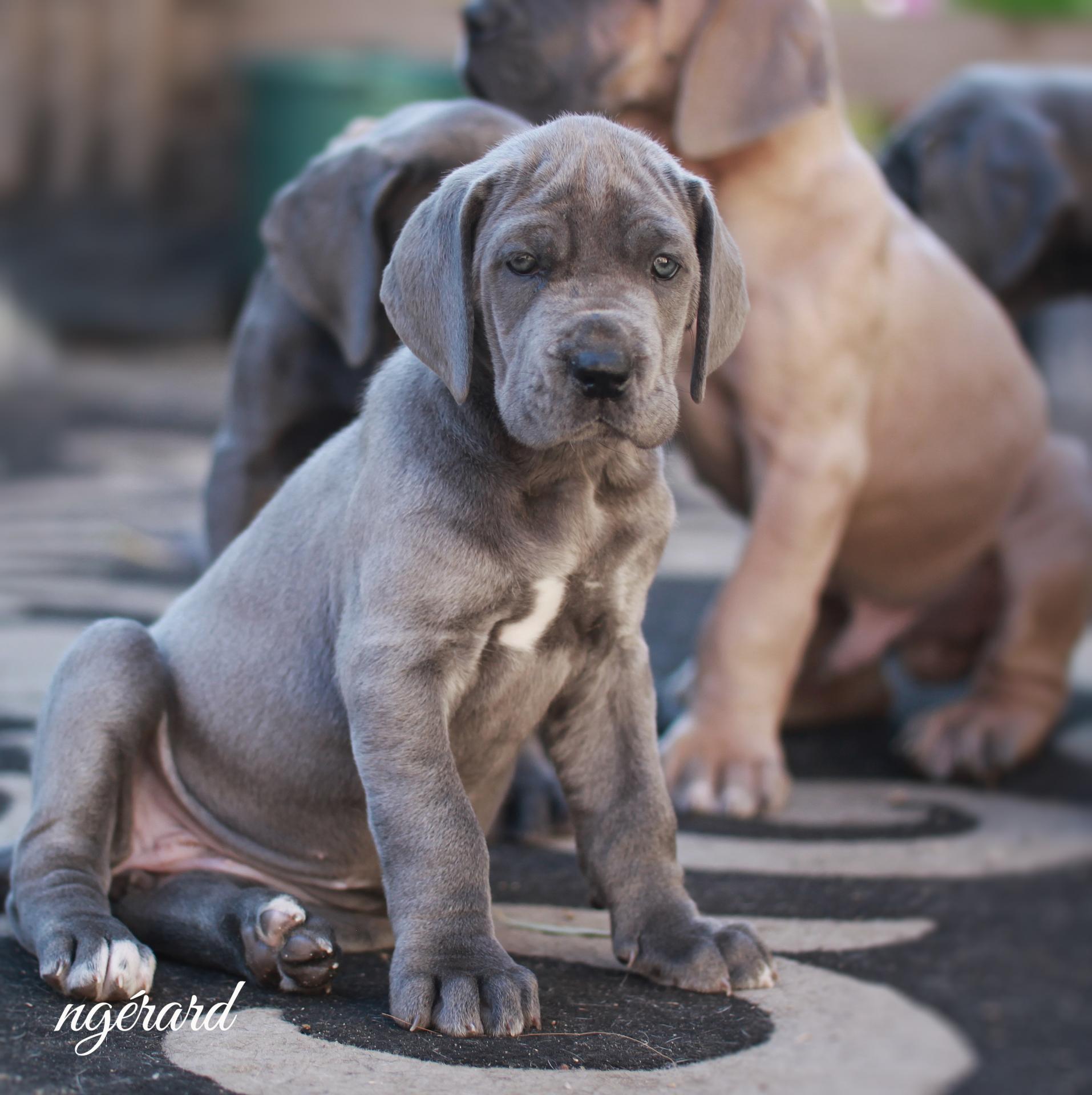 Femelle disponible