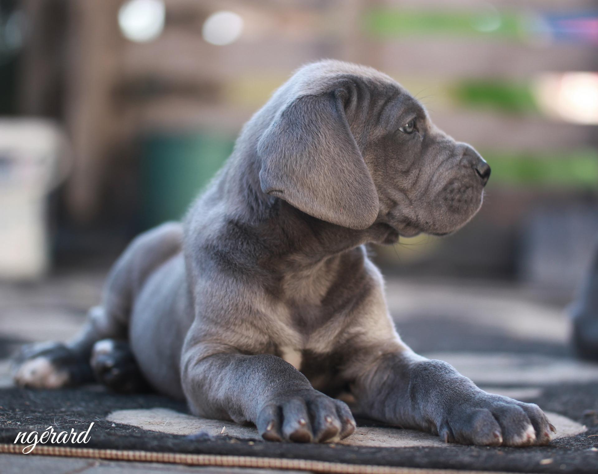 Femelle disponible